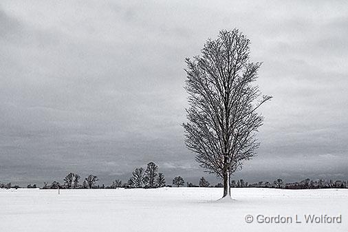 Lone Winter Tree_33950.jpg - Photographed near Lombardy, Ontario, Canada.